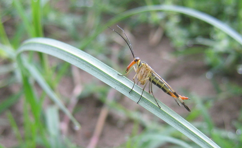 Panorpa sp.